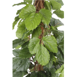 Vigne marronnier artificielle