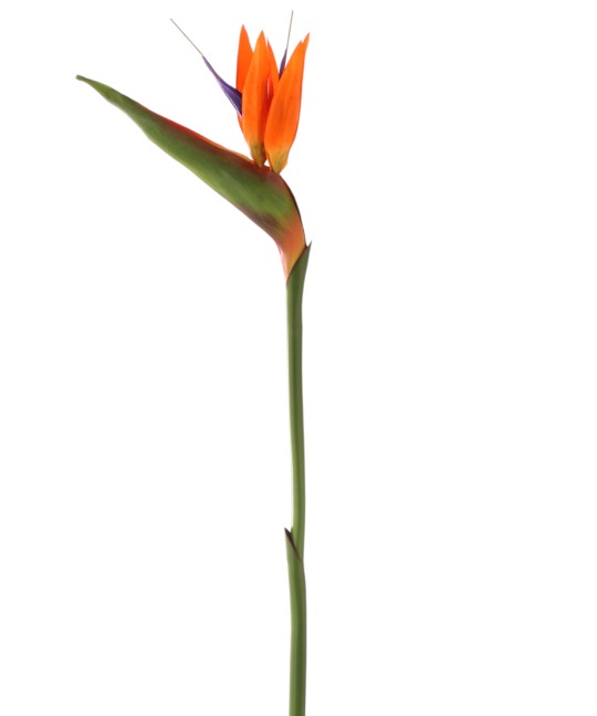 Tige de strelitzia fleurie