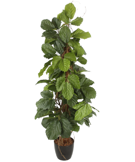 Vigne marronnier artificielle
