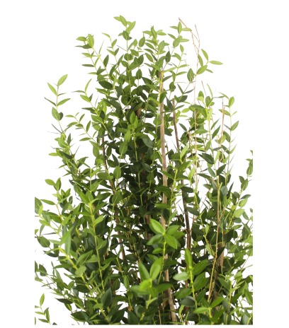 Grand eucalyptus artificiel