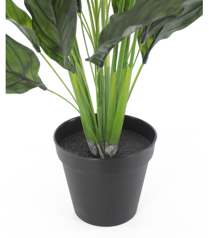Pot