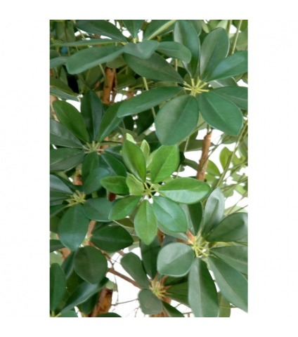 Schefflera parapluie artificiel