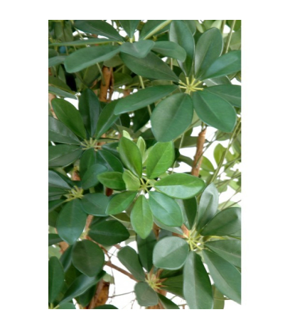 Schefflera parapluie artificiel
