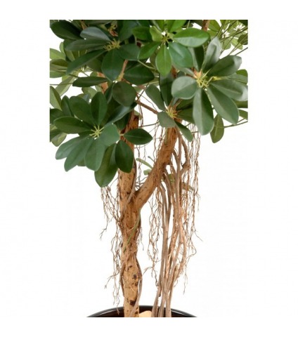 Schefflera parapluie artificiel