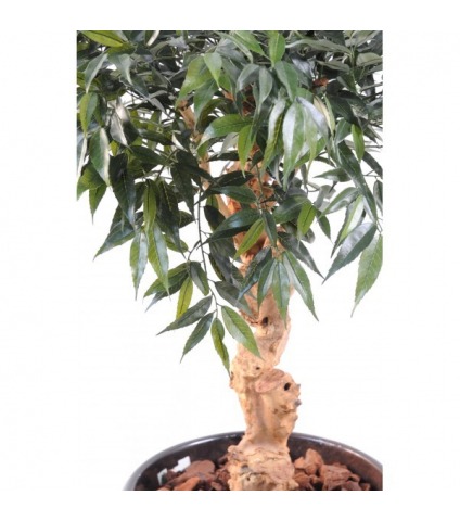 Chêne artificiel myrsine