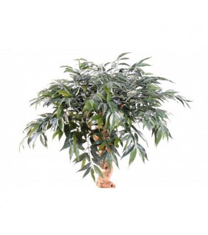 Chêne artificiel myrsine