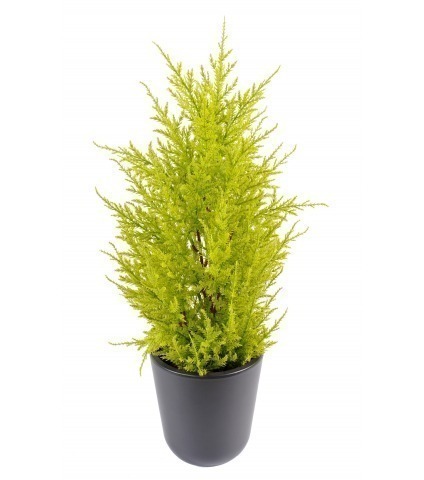 Juniperus artificiel