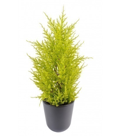 Juniperus artificiel