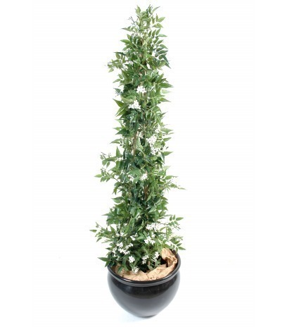 Jasmin de Madagascar