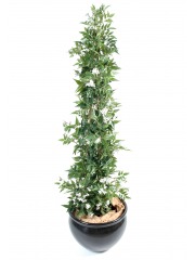 Jasmin de Madagascar