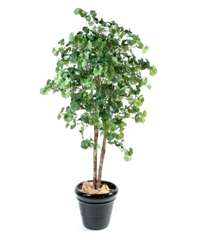 Ginkgo biloba à deux troncs