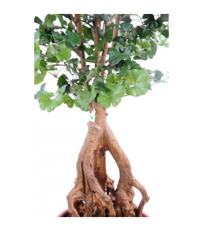 Ginkgo biloba