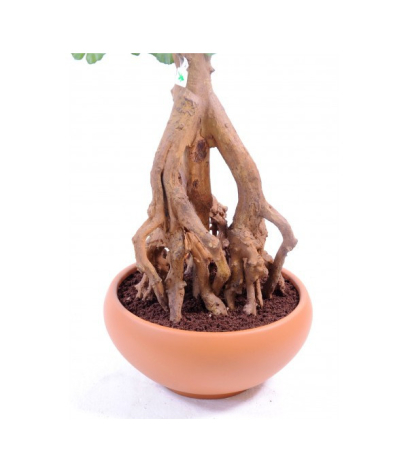 Ginkgo biloba