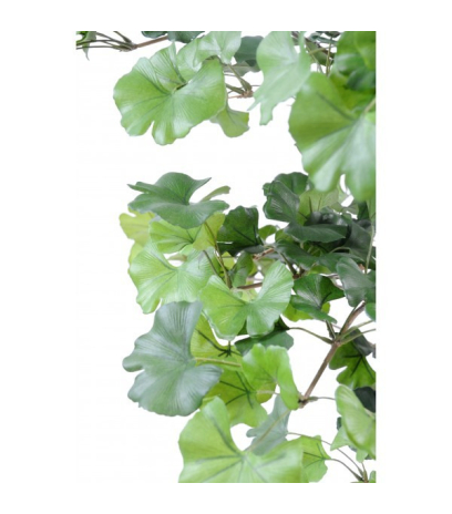 Ginkgo biloba
