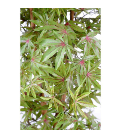 Aralia vert/rouge
