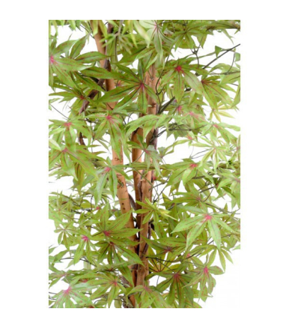 Aralia vert/rouge