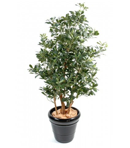 Pittosporum artificiel