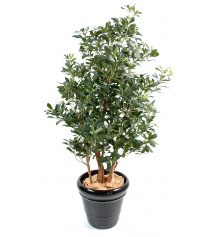 Pittosporum artificiel