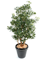 Pittosporum artificiel