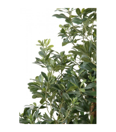 Pittosporum artificiel