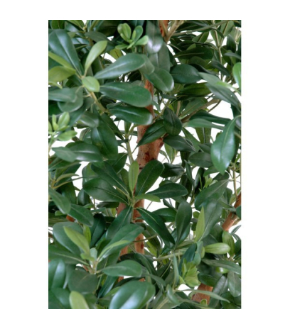 Pittosporum artificiel