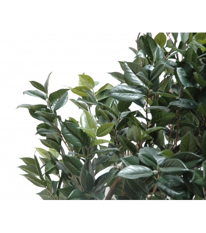 Camélia artificiel géant