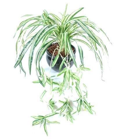 Chlorophytum artificiel