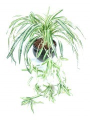 Chlorophytum artificiel