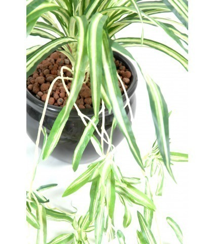 Chlorophytum artificiel