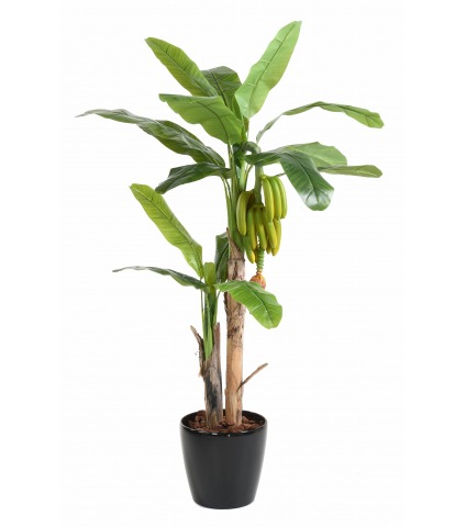 Bananier et bananes multiples