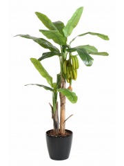 Bananier et bananes multiples