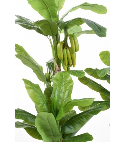 Bananier et bananes multiples