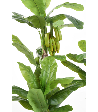 Bananier et bananes multiples