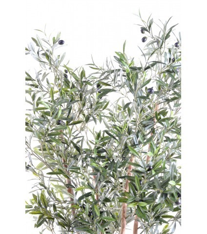 Olivier à trois troncs