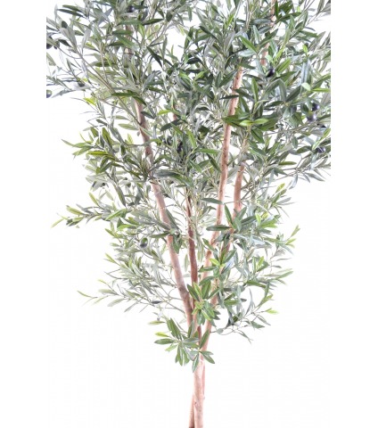 Olivier à trois troncs