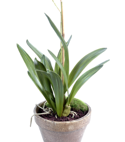 Orchidée artificielle fleurie en pot