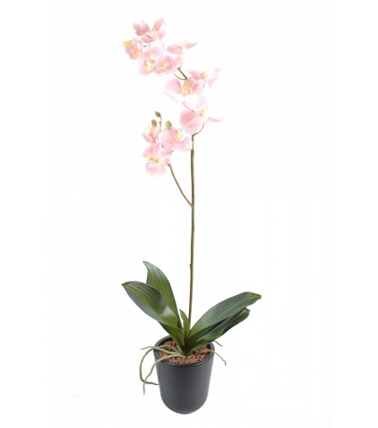 Phalaenopsis artificiel schilleriana