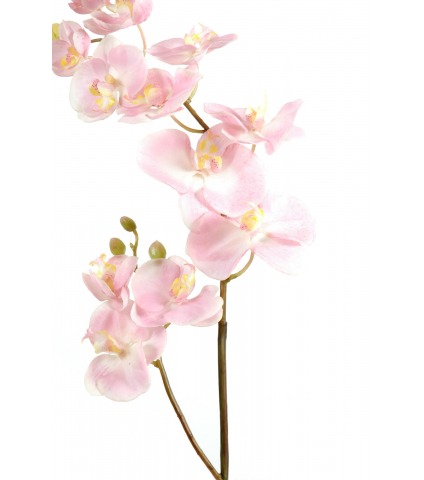 Phalaenopsis artificiel schilleriana