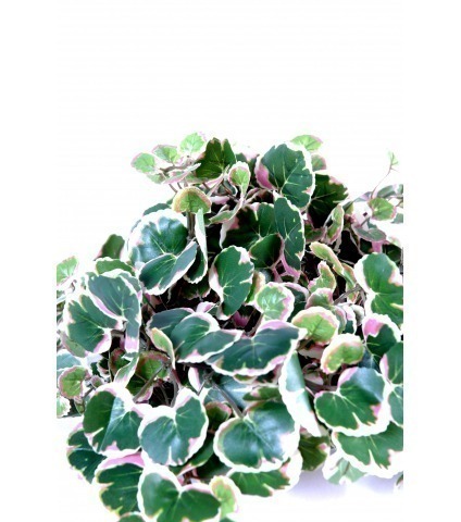 Chute de polyscias artificielle