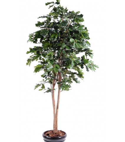 Chêne artificiel longiforme