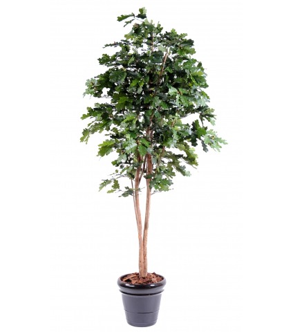 Chêne artificiel longiforme
