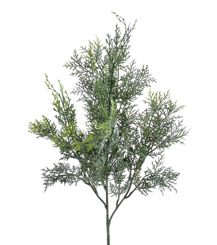 Feuille de cyprès lawson