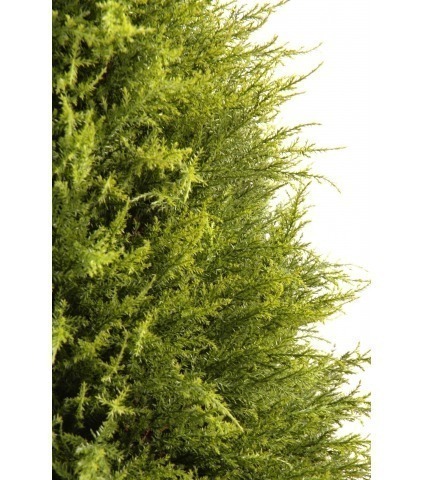 Cyprès artificiel juniperus