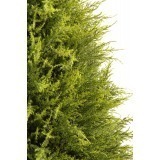 Cyprès artificiel juniperus