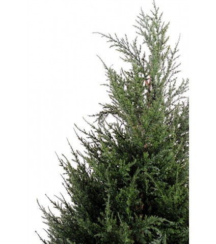 Cyprès juniperus en pot