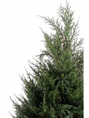 Cyprès juniperus en pot