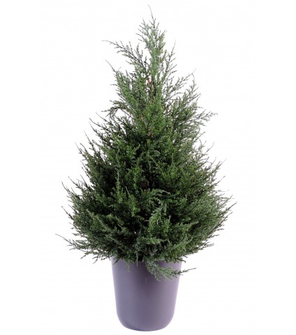 Cyprès juniperus en pot