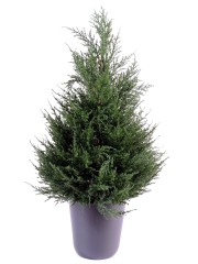 Cyprès juniperus en pot