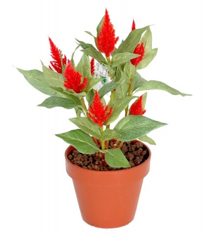 Célosie plumeuse artificielle