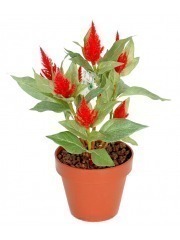 Célosie plumeuse artificielle